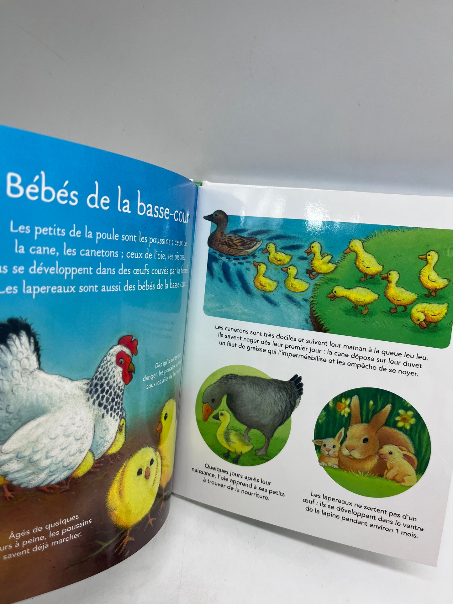 Livre La petite imagerie des bébés animaux édition Fleurus